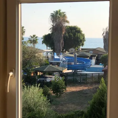 Seaside 2 シダ